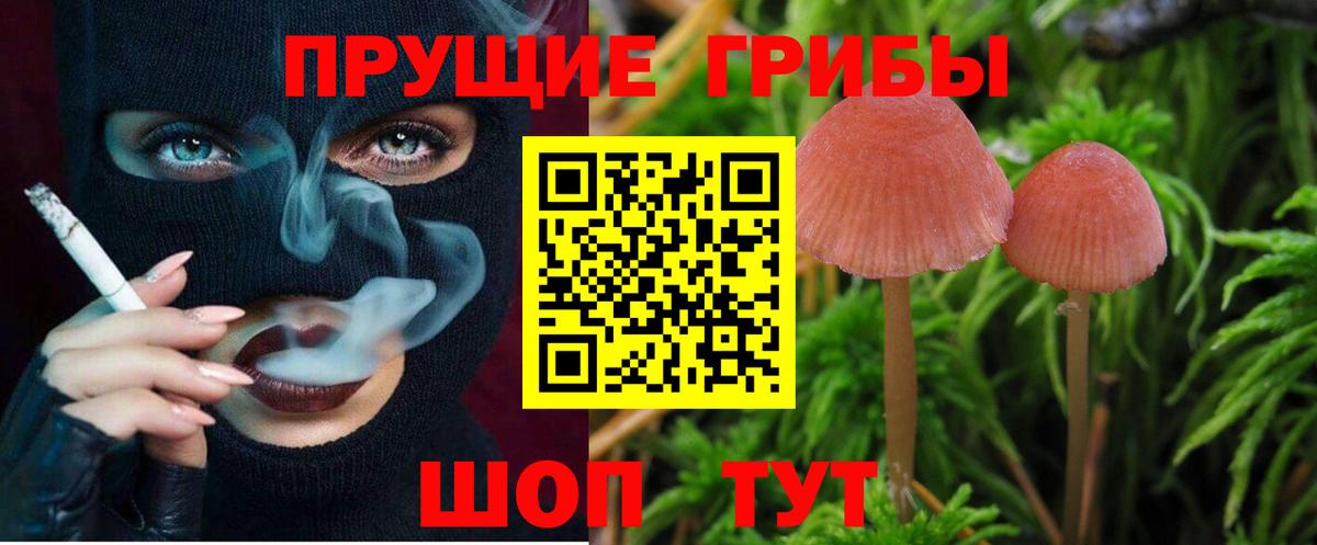 Псилоцибиновые грибы Psilocybe  Вход с VPN  Верхний Уфалей 
